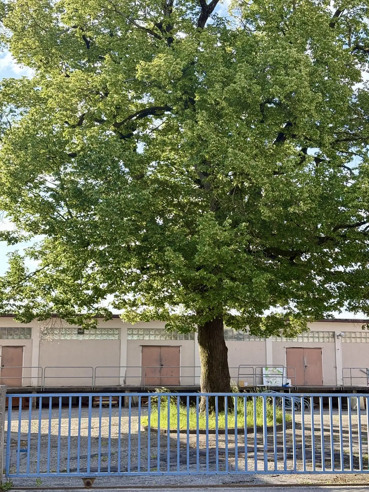 Die alte Linde im ehemaligen Bauhof