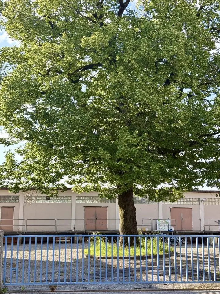 Die alte Linde im ehemaligen Bauhof